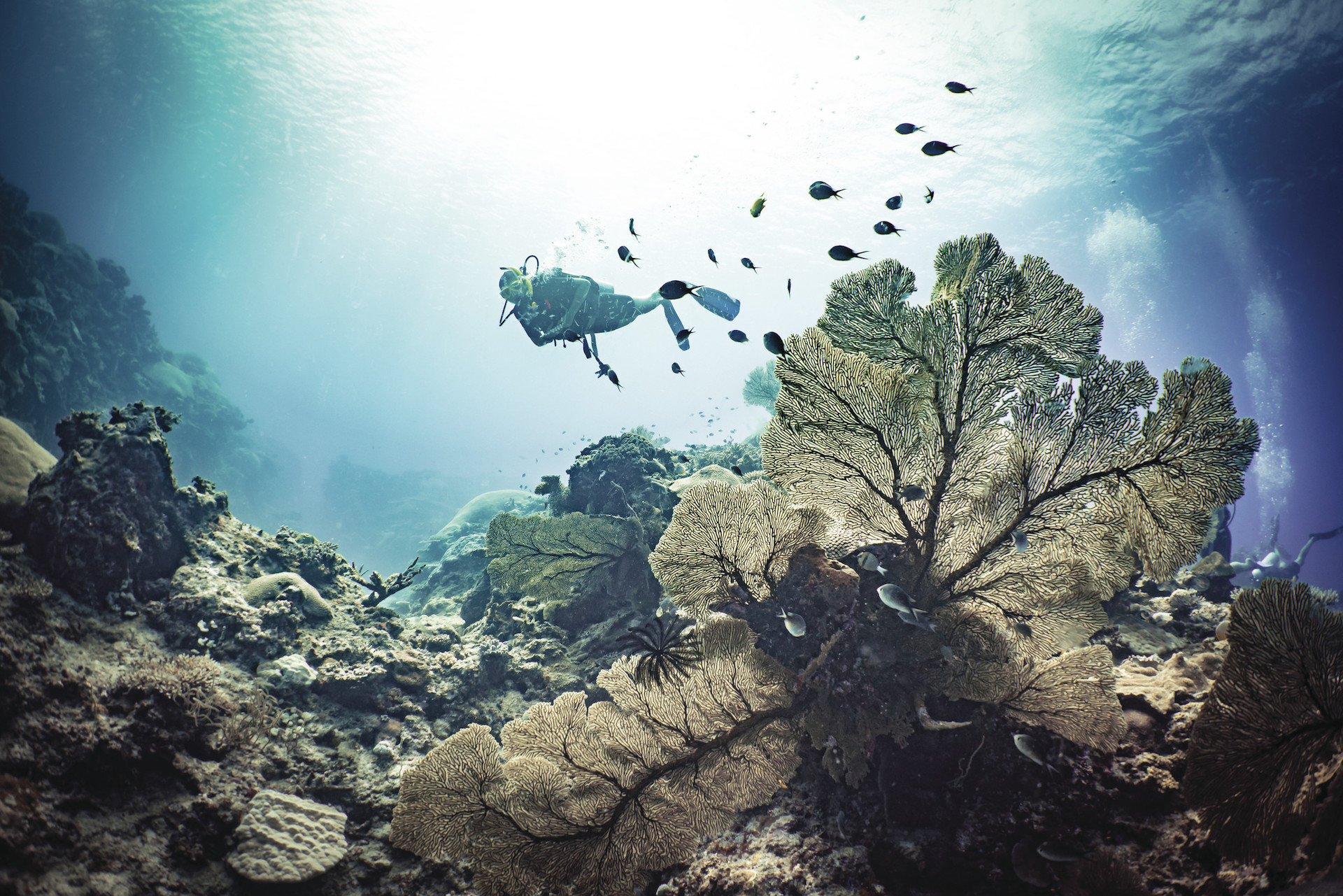 Diving Coral Reef - Scuba diver checking out coral structure in Fiji