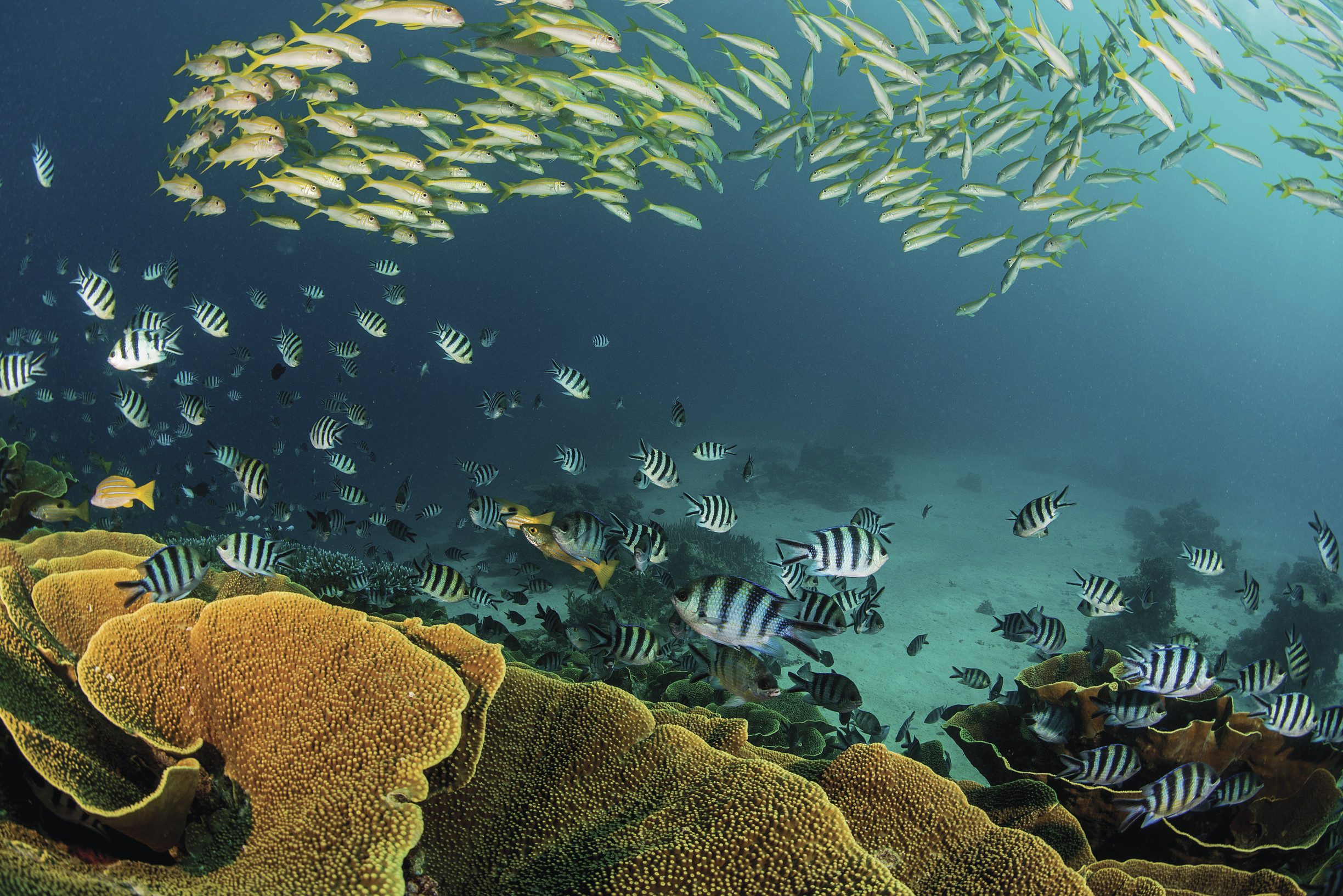 Cabbage Coral Reef, Fiji