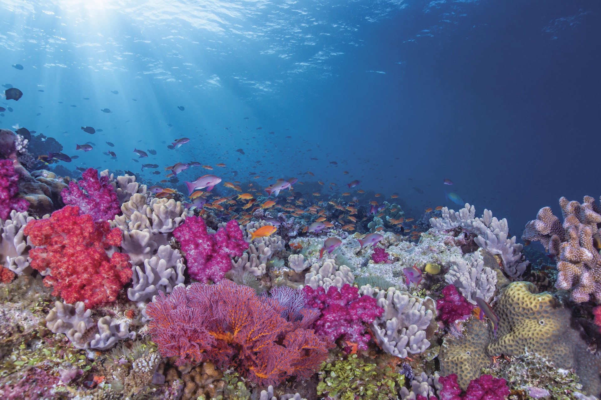 Diving the Bligh Waters, Fiji - Underwater images of coral reef and marine life in the Bligh Waters